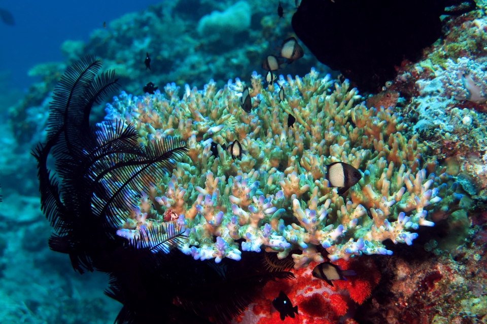 Acropora loripes, Colobometra perspinosa, Dascyllus reticulatus, Dascyllus trimaculatus