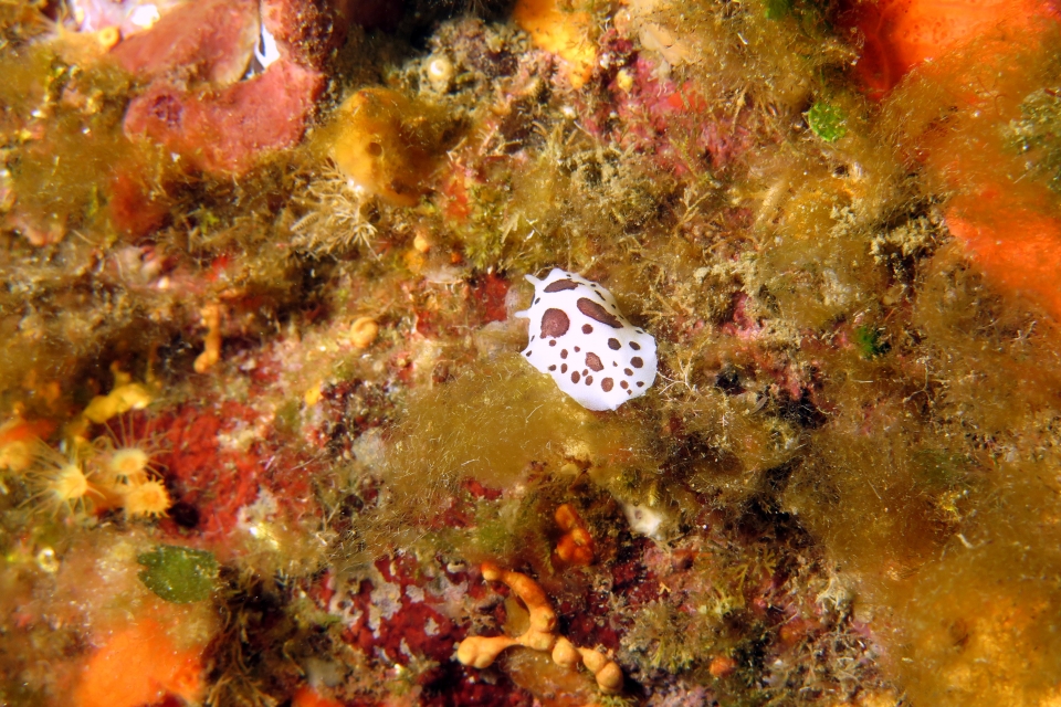 Peltodoris atromaculata