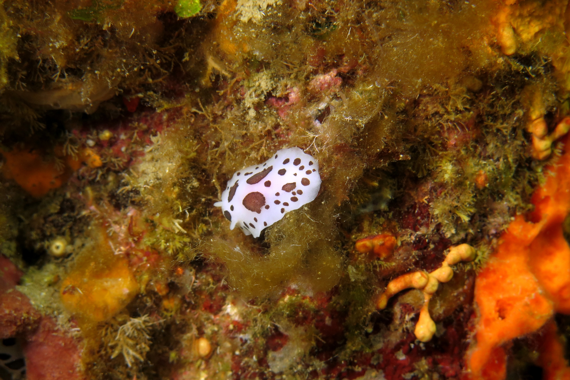 Peltodoris atromaculata