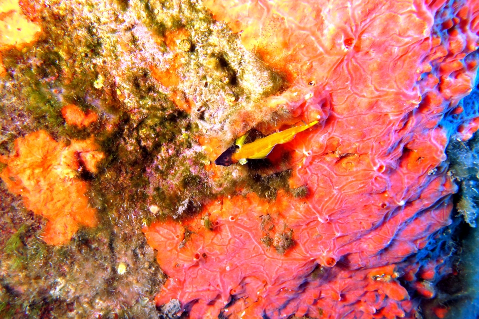 Tripterygion delaisi
