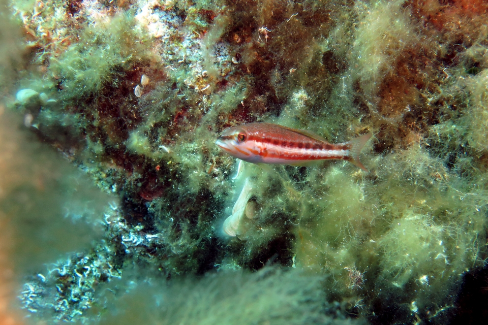 Serranus cabrilla