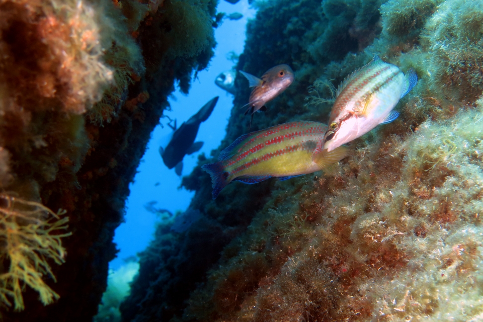 Symphodus tinca