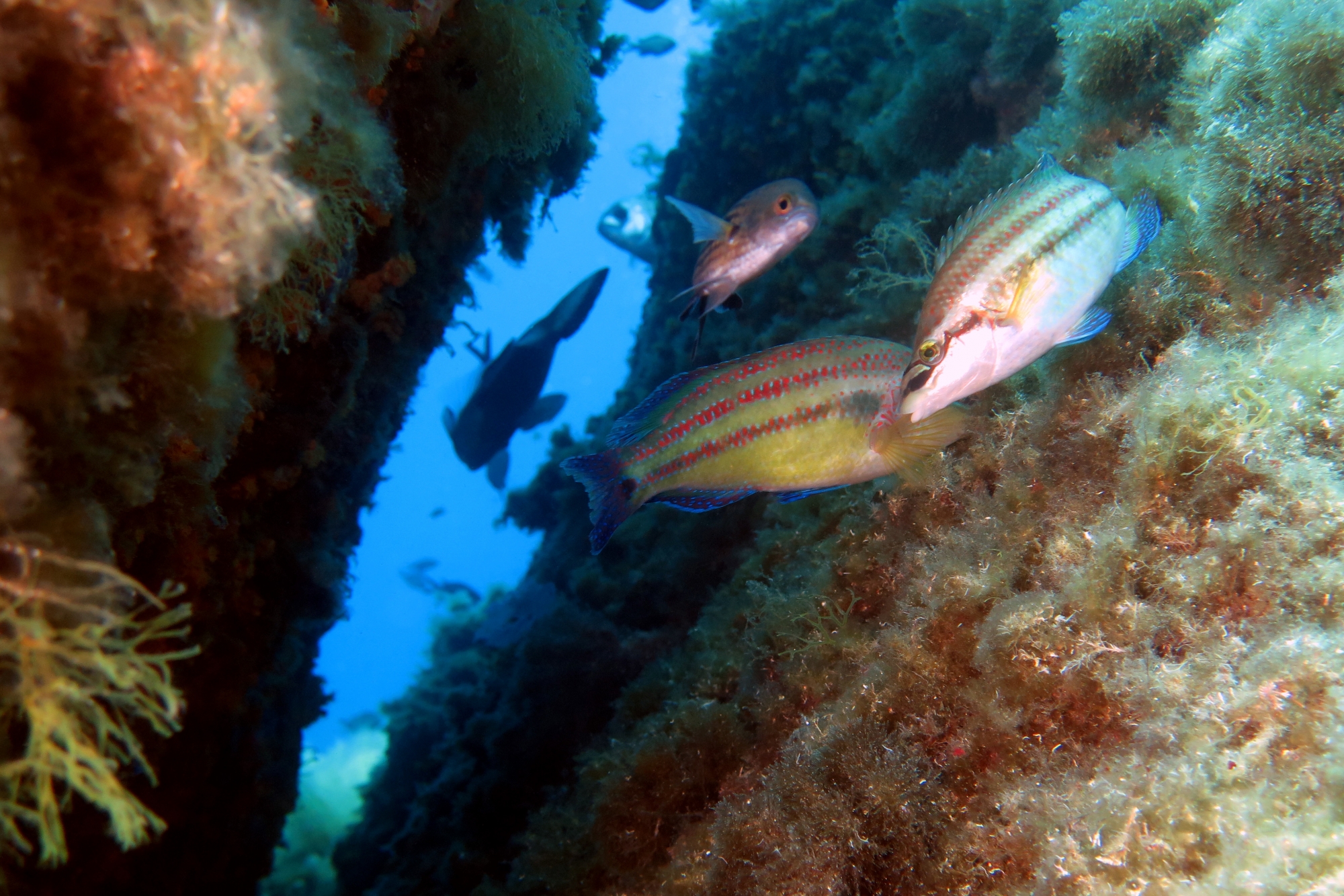 Symphodus tinca