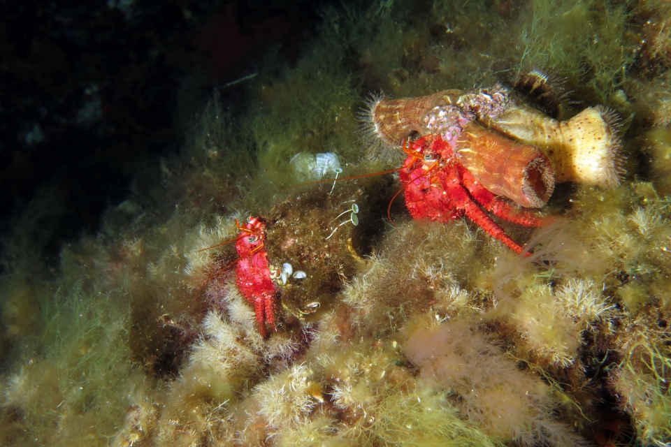 Dardanus calidus, Calliactis parasitica, Acetabularia acetabulum