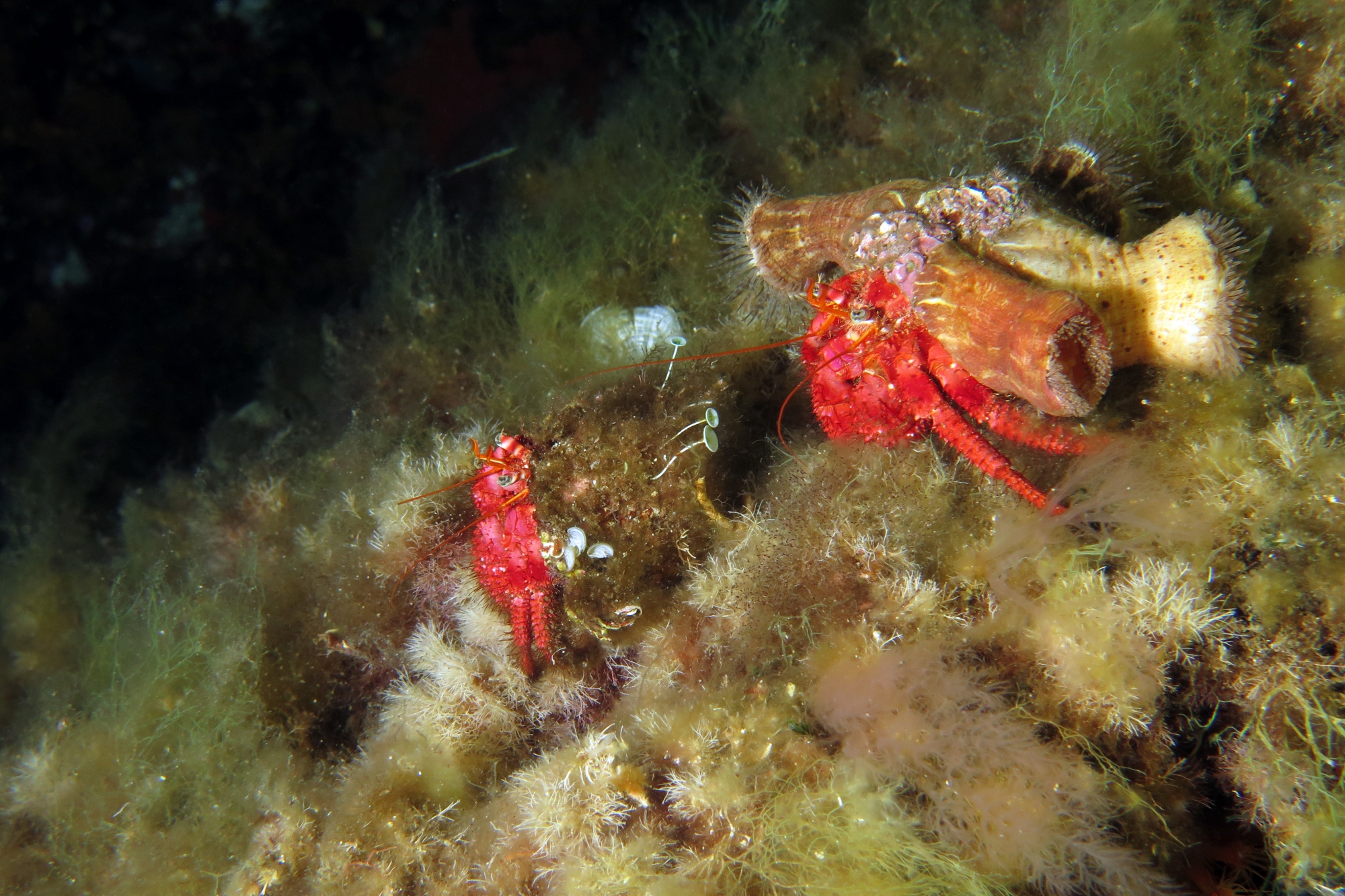 Dardanus calidus, Calliactis parasitica, Acetabularia acetabulum