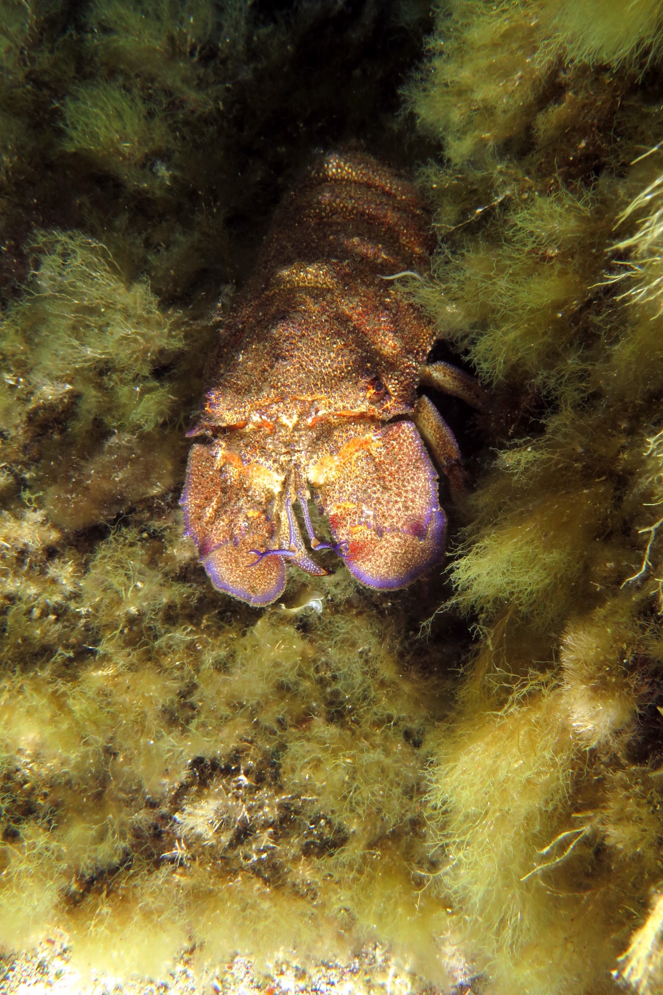 Scyllarides latus