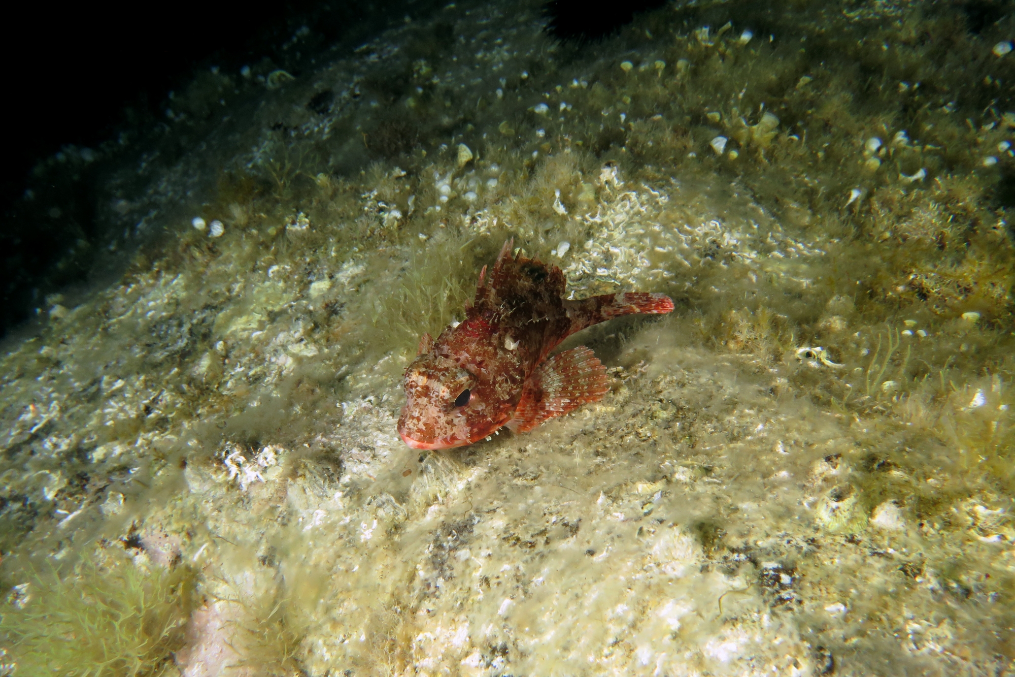 Scorpaena notata
