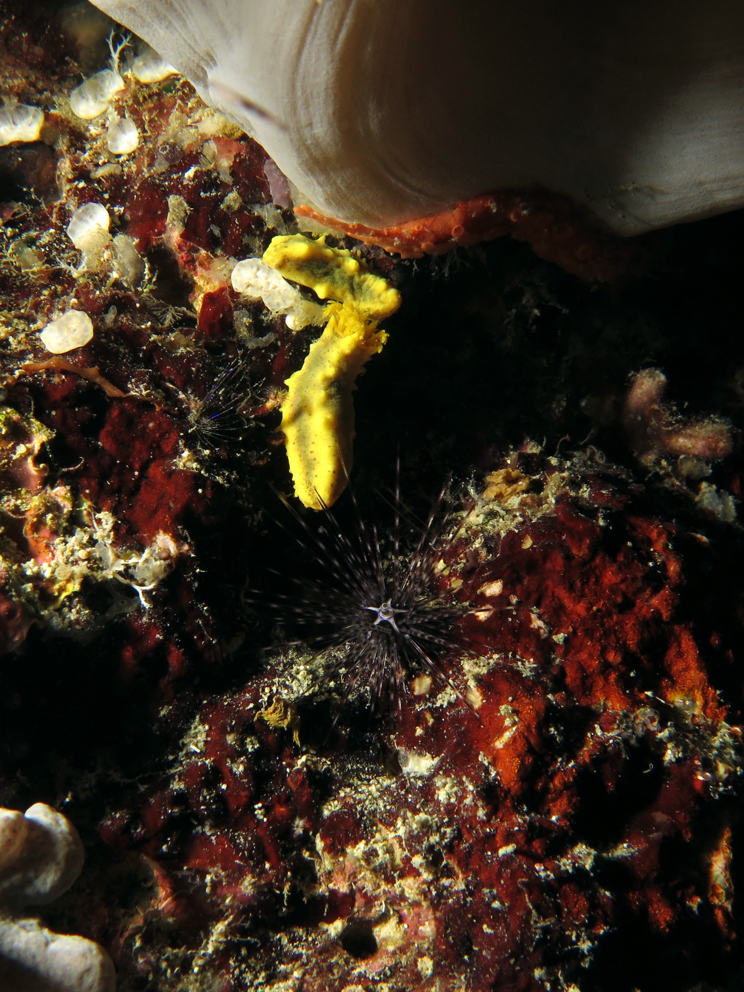 Colochirus robustus, Diadema savignyi