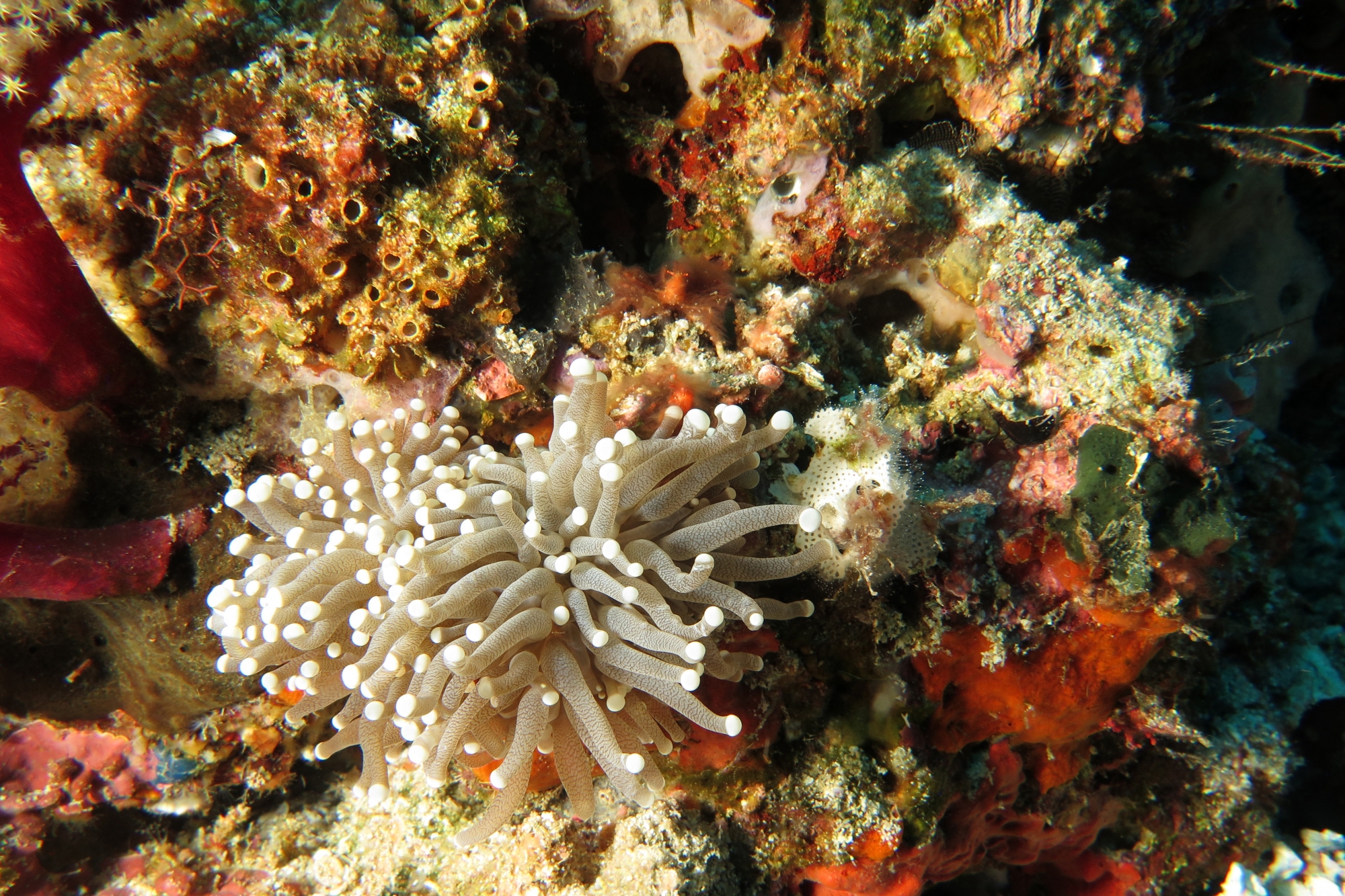 Euphyllia glabrescens, Achaeus japonicus