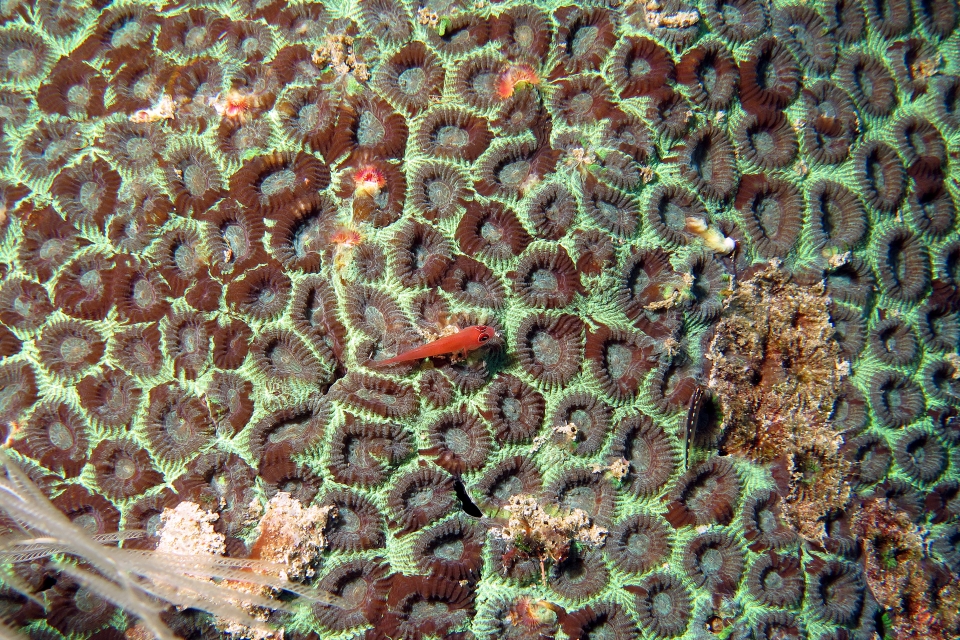 Trimma benjamini, Eviota sebreei, Favia sp.