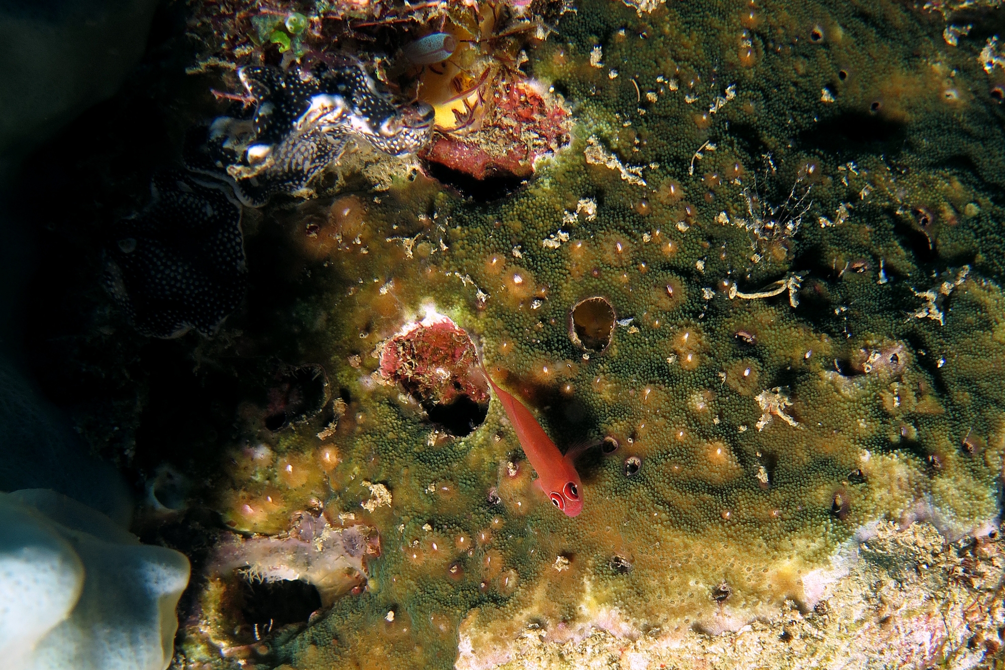 Trimma benjamini