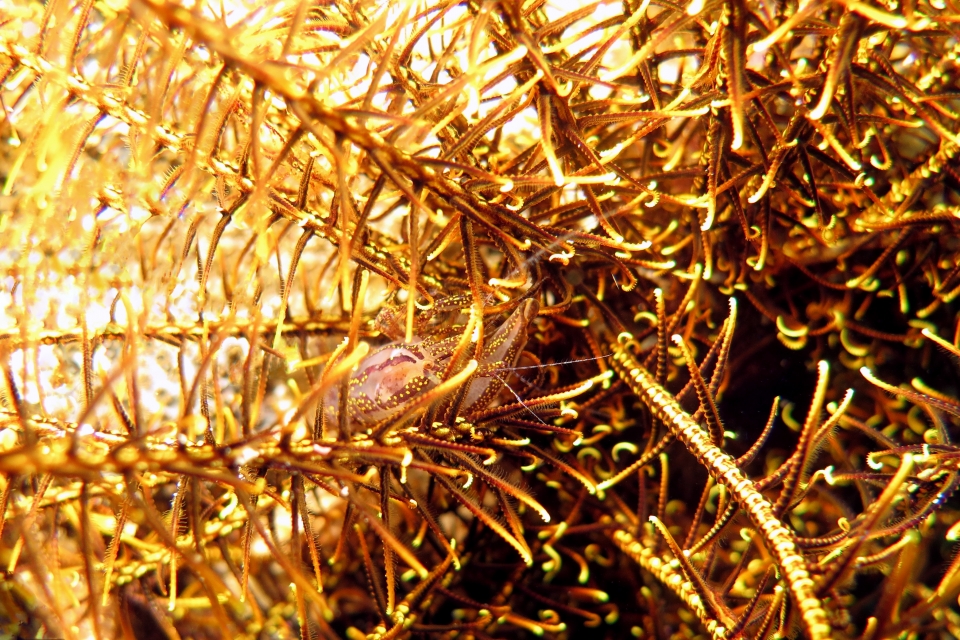 Synalpheus stimpsonii
