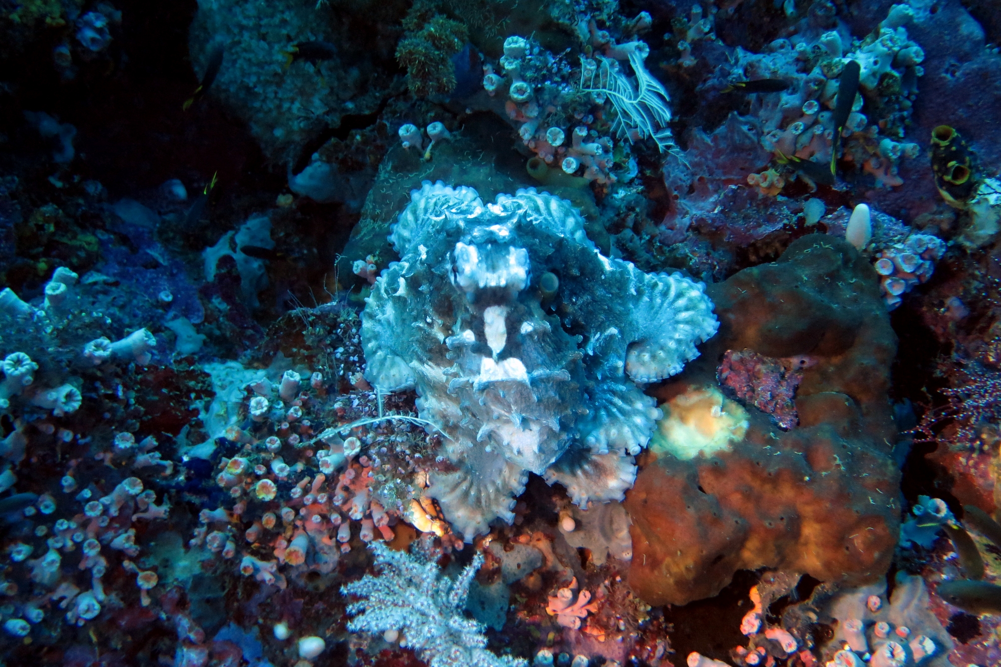 Octopus cyanea