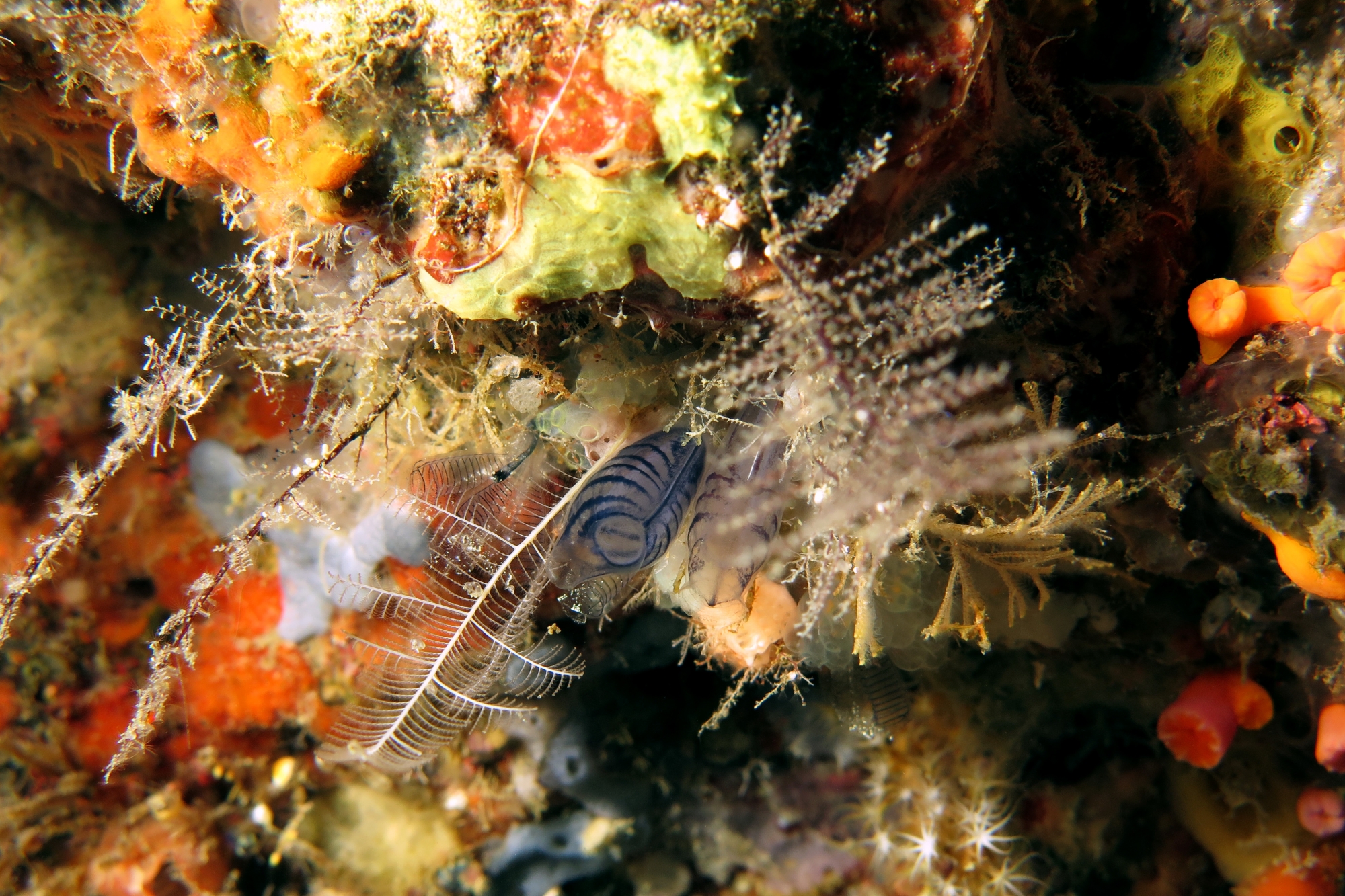 Rhopalaea sp., Rhopalaea circula