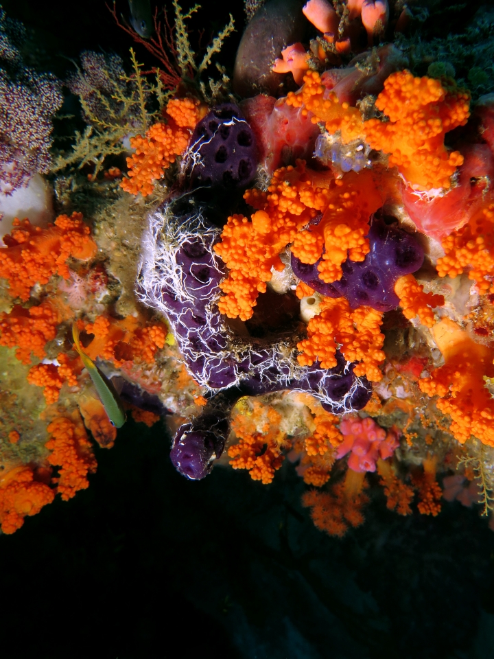 Cystodytes violatinctus, Clavelina moluccensis, Serpulid worms, Stereonephthya sp.