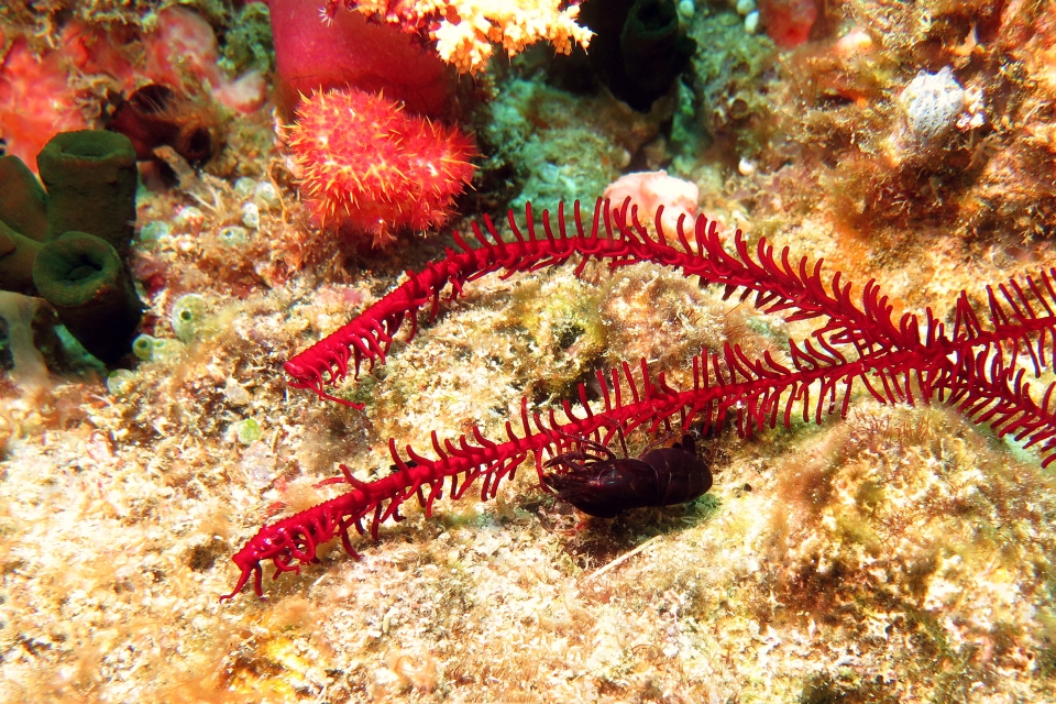 Sylnapheus demani
