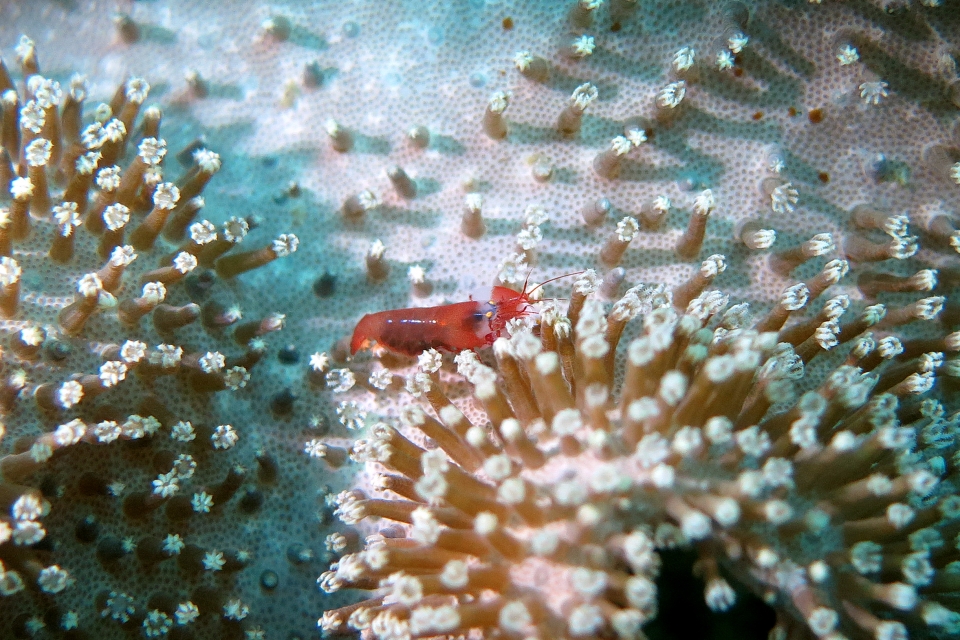 Synalpheus modestus, Sarcophyton sp.
