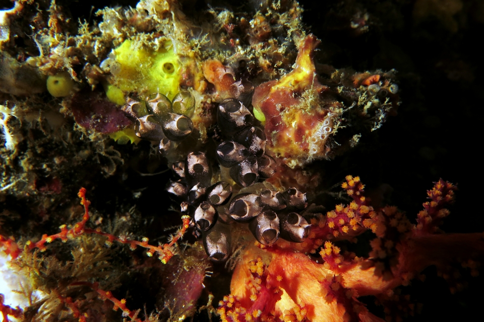 Clavelina sp.