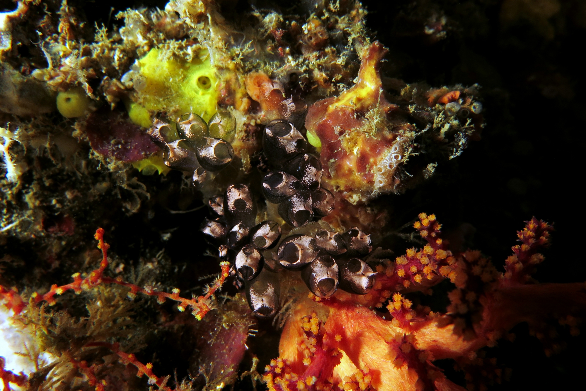 Clavelina sp.