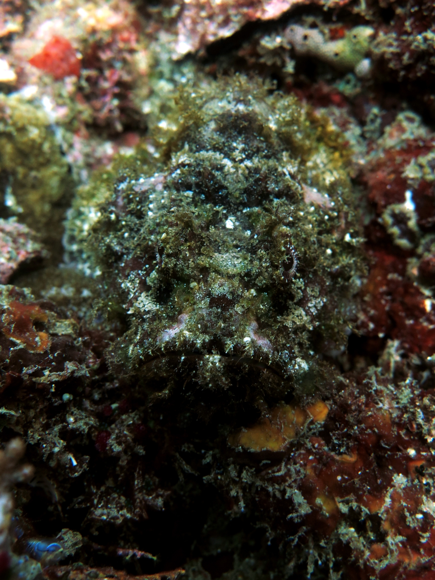 Synanceia verrucosa