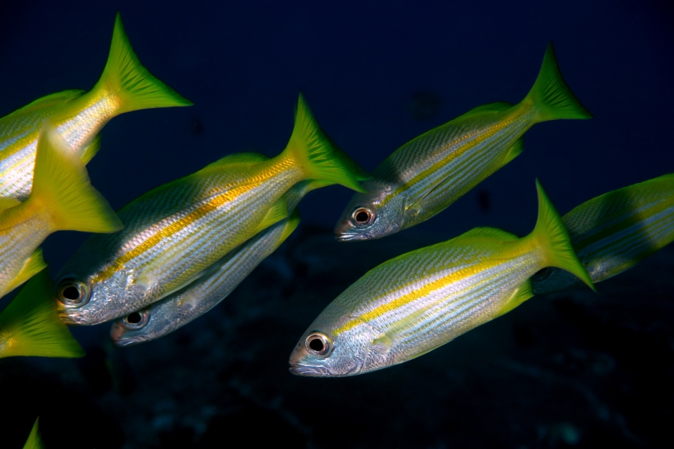 Lutjanus madras