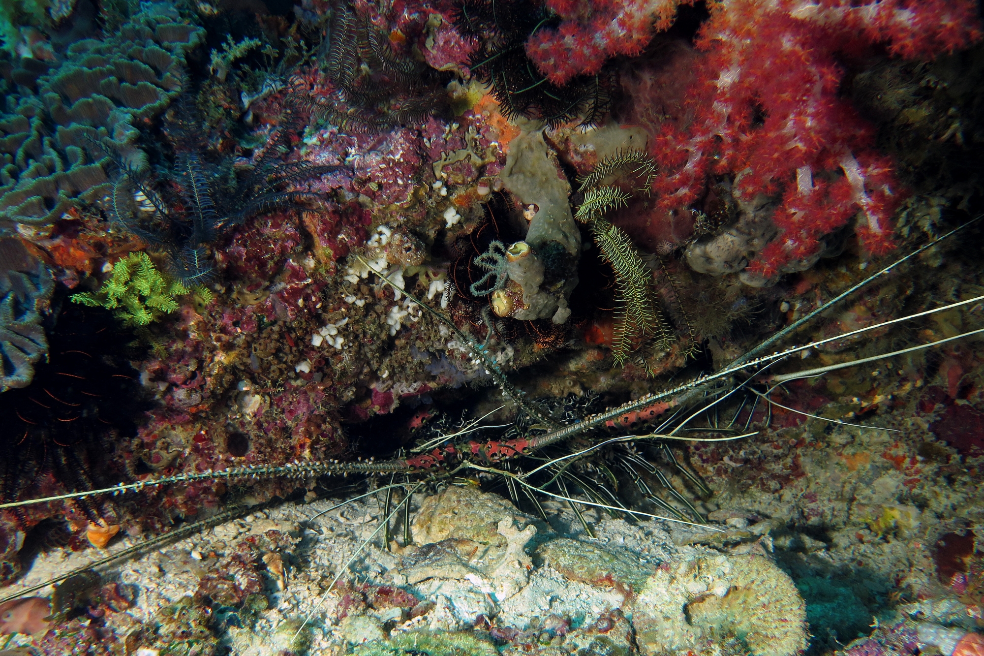 Panulirus versicolor