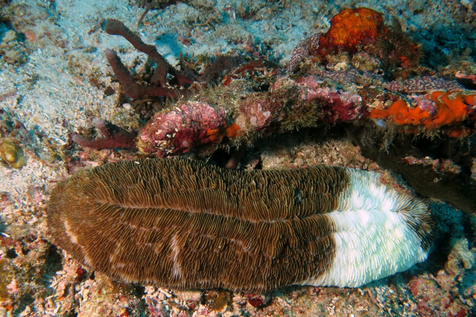 Ctenactis crassa