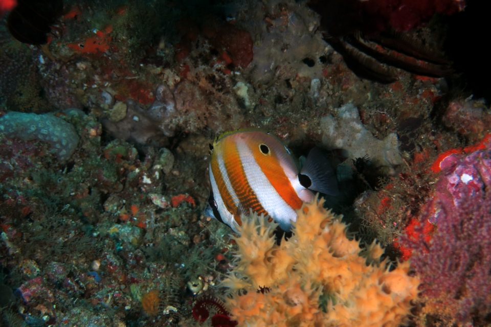 Coradion chrysozonus