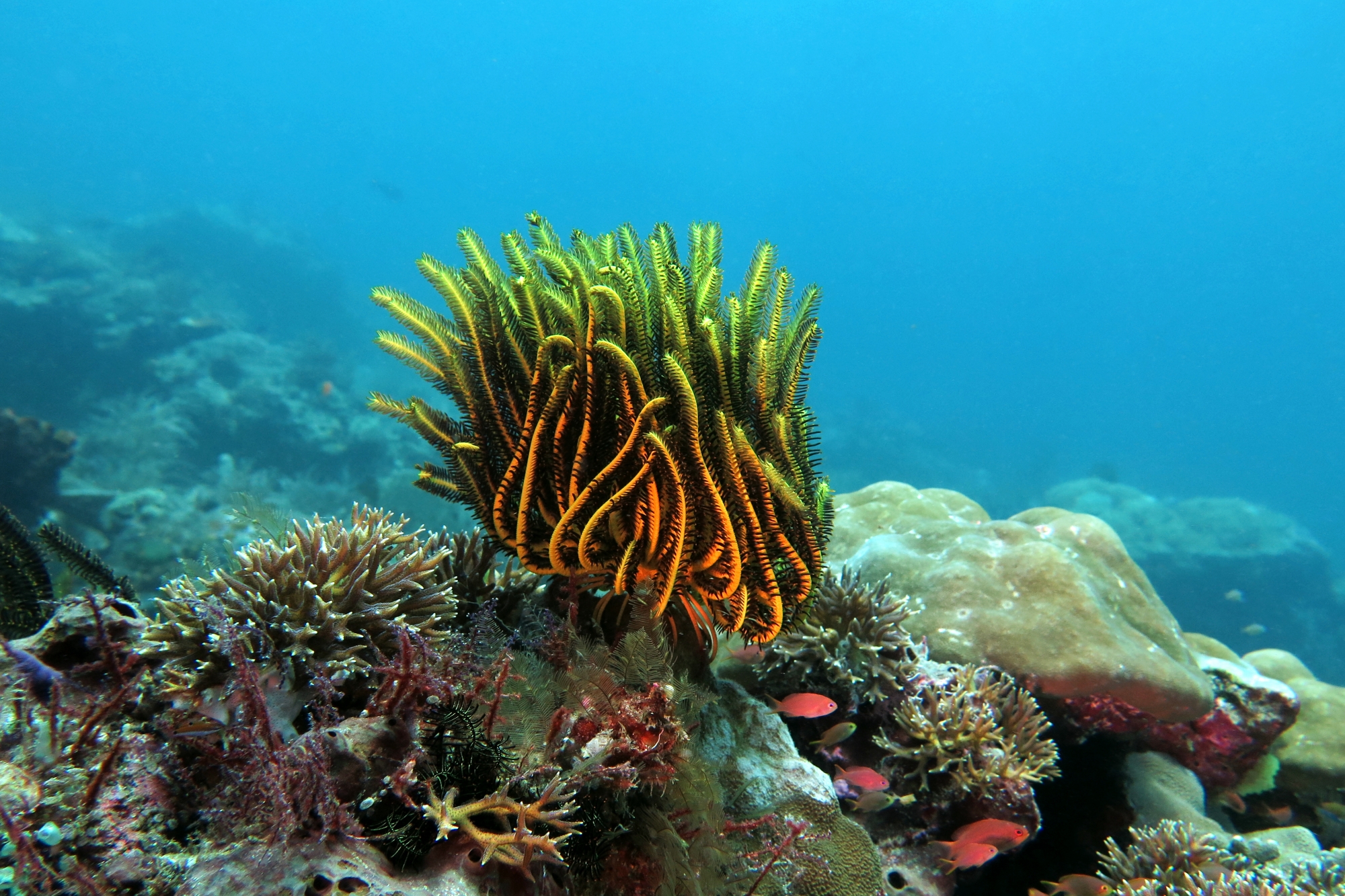 Anneissia (Oxycomanthus) bennetti