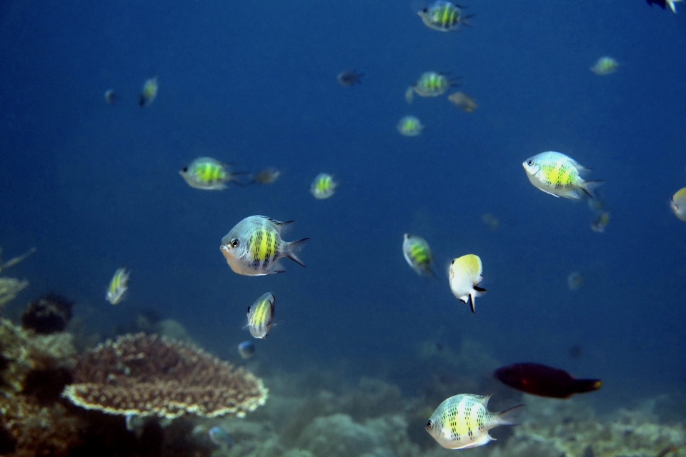 Amblyglyphidodon curacao