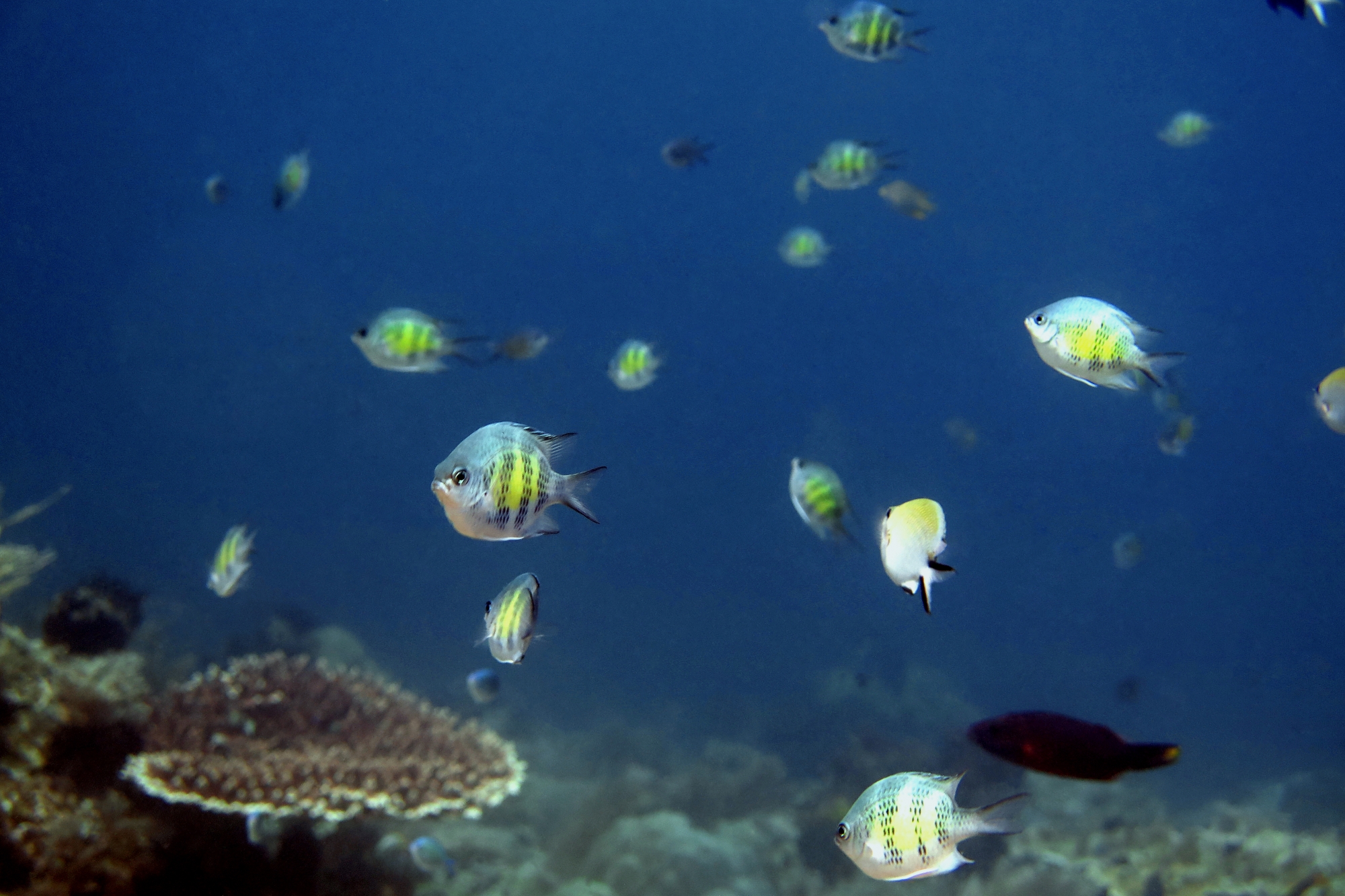 Amblyglyphidodon curacao