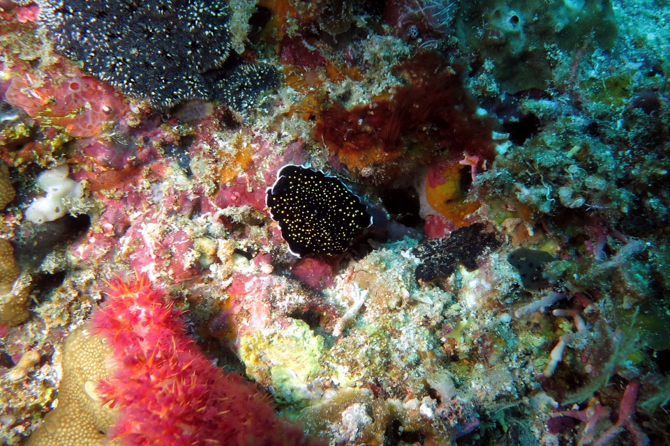 Thysanozoon sp.1