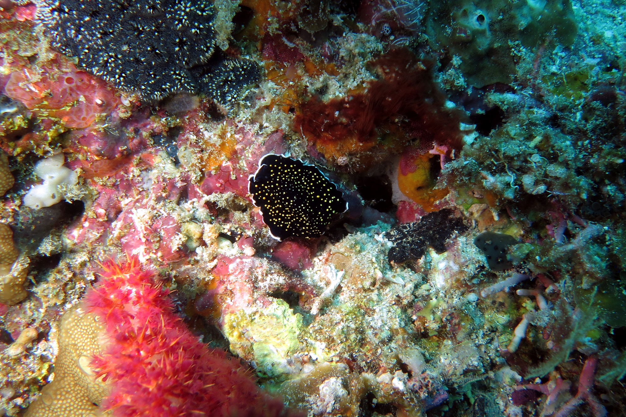 Thysanozoon sp.1