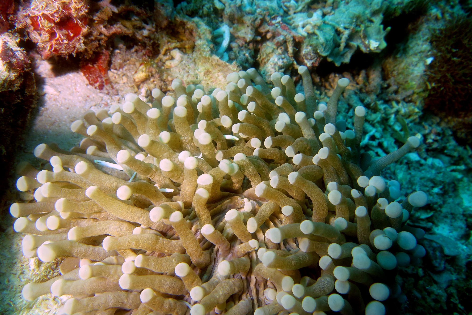 Siokunichthys nigrolineatus, Heliofungia actiniformis