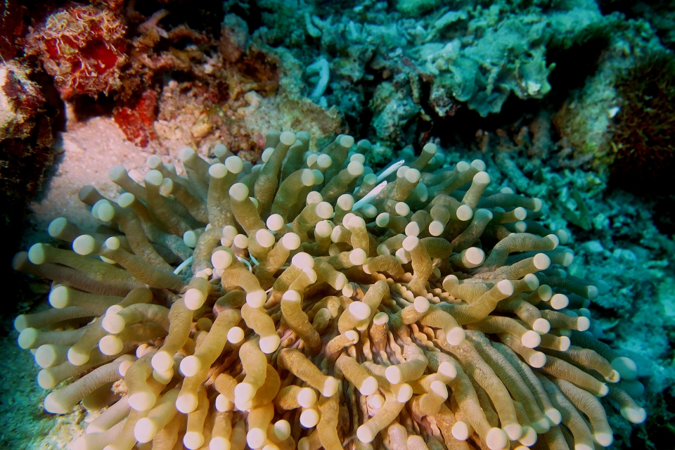 Siokunichthys nigrolineatus, Heliofungia actiniformis