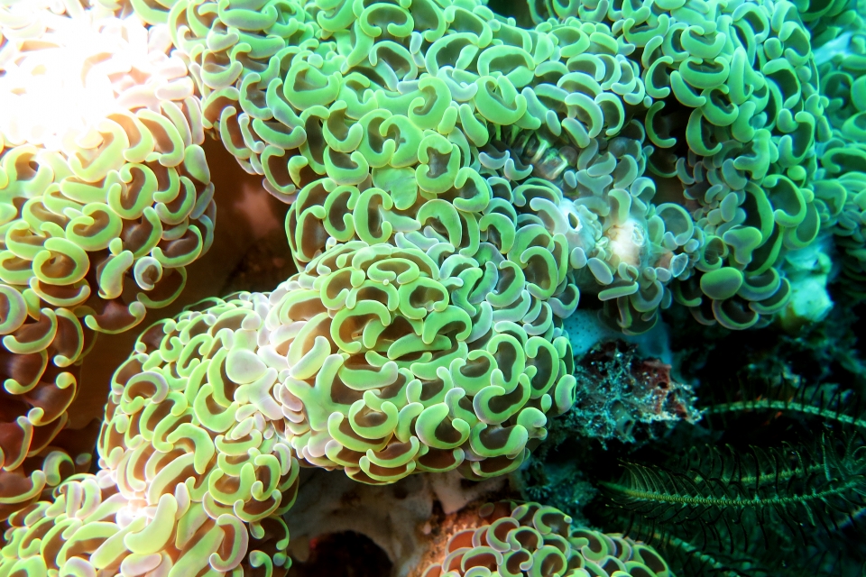 Euphyllia ancora