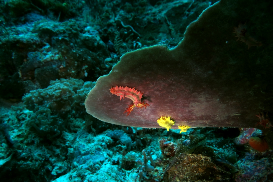 Colochirus robustus