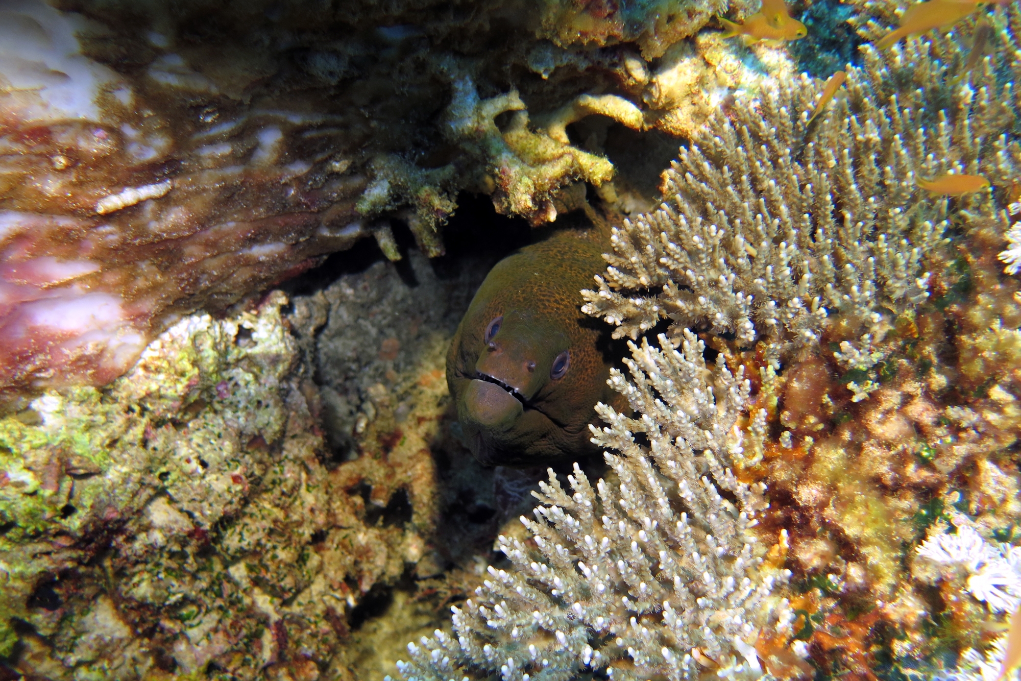 Gymnothorax javanicus, Acropora sp.