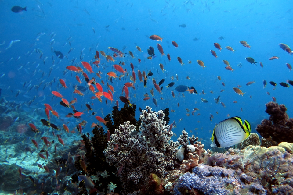 Chaetodon vagabundus