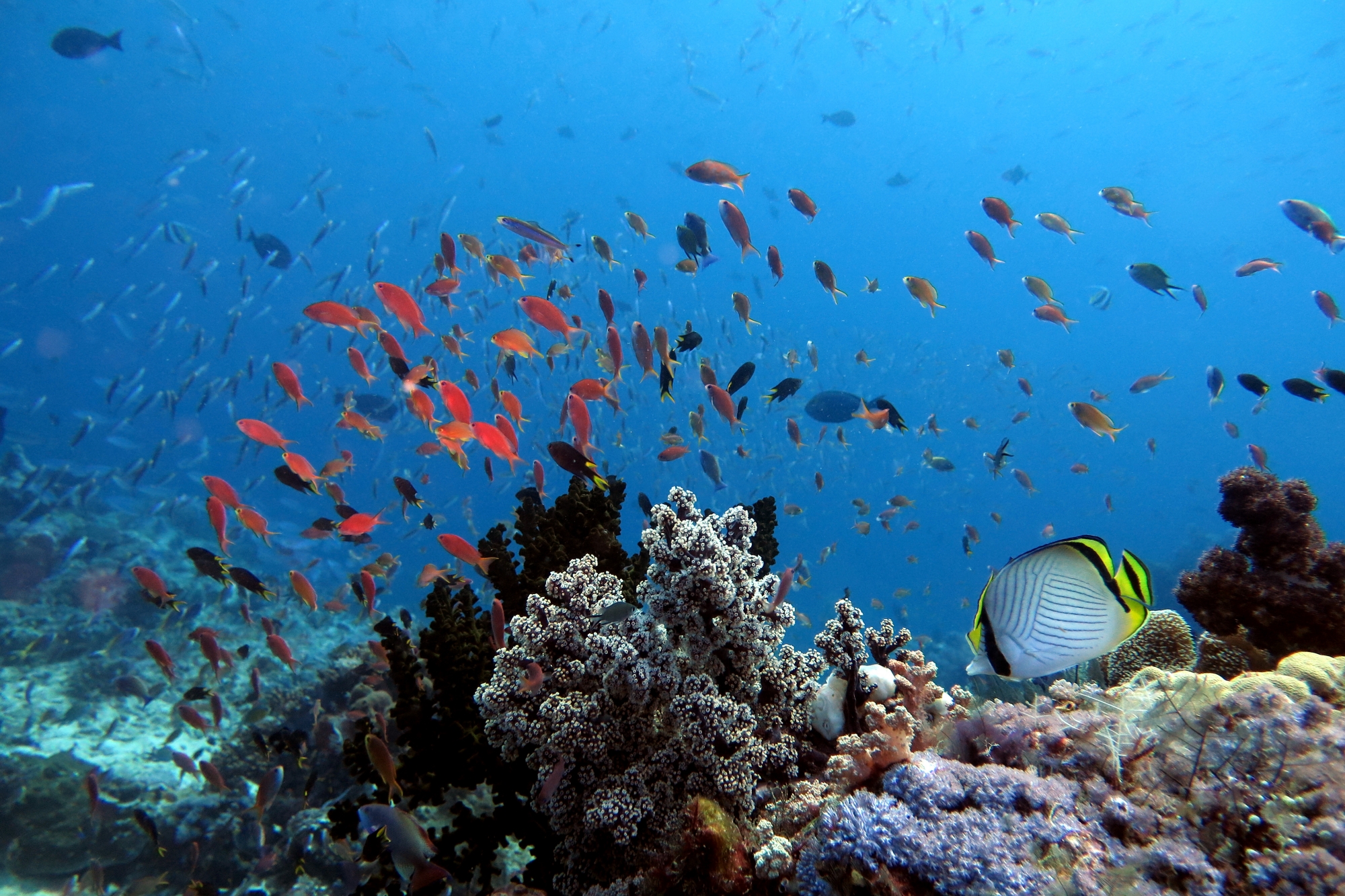 Chaetodon vagabundus