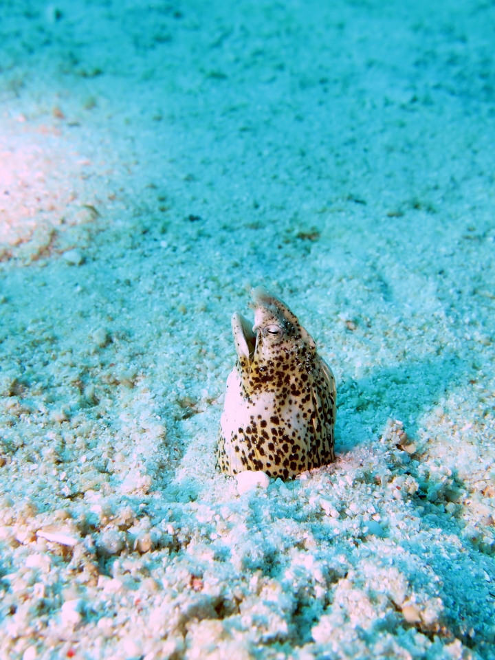 Callechelys marmorata