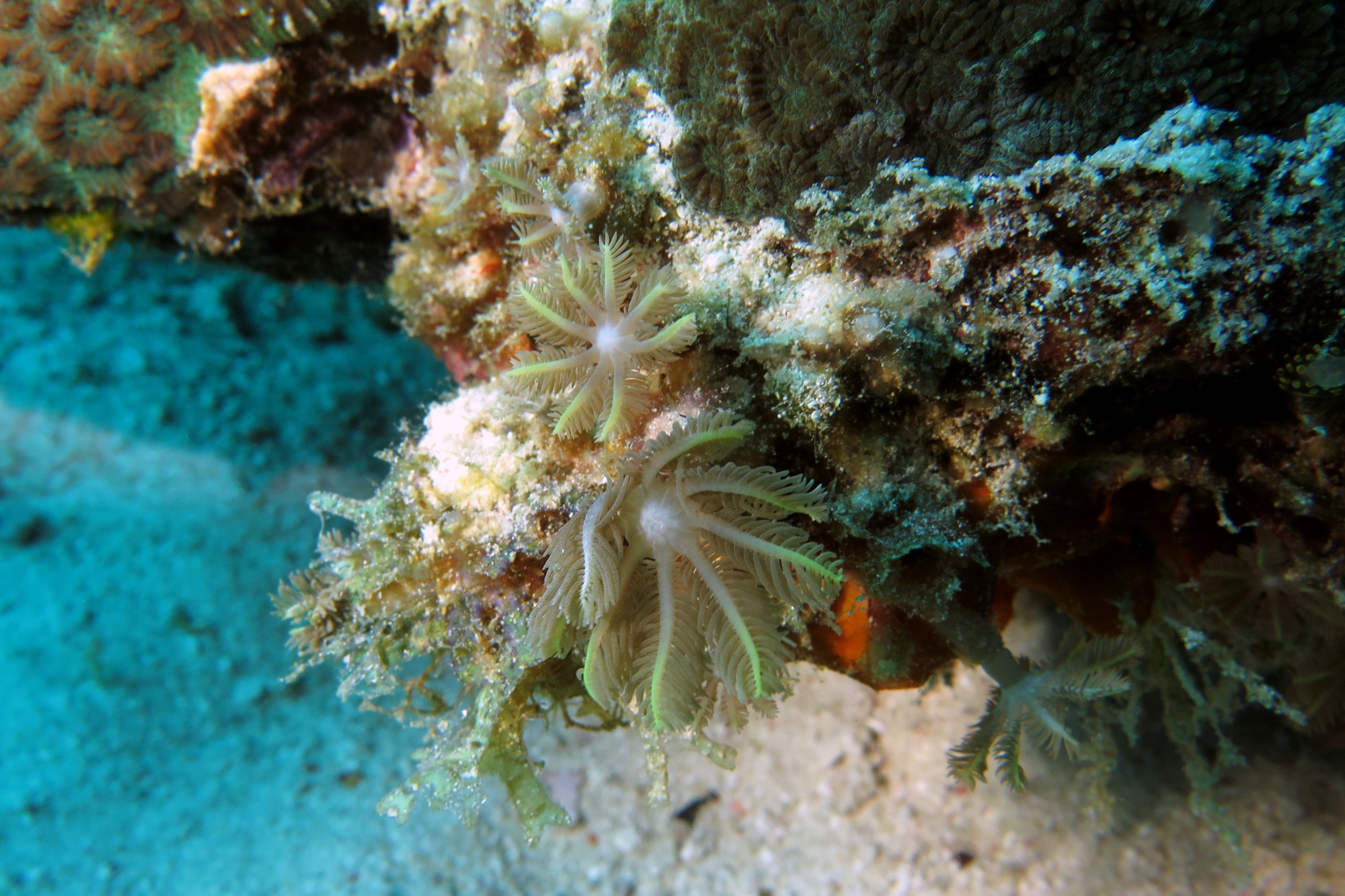 Corail en bouquet