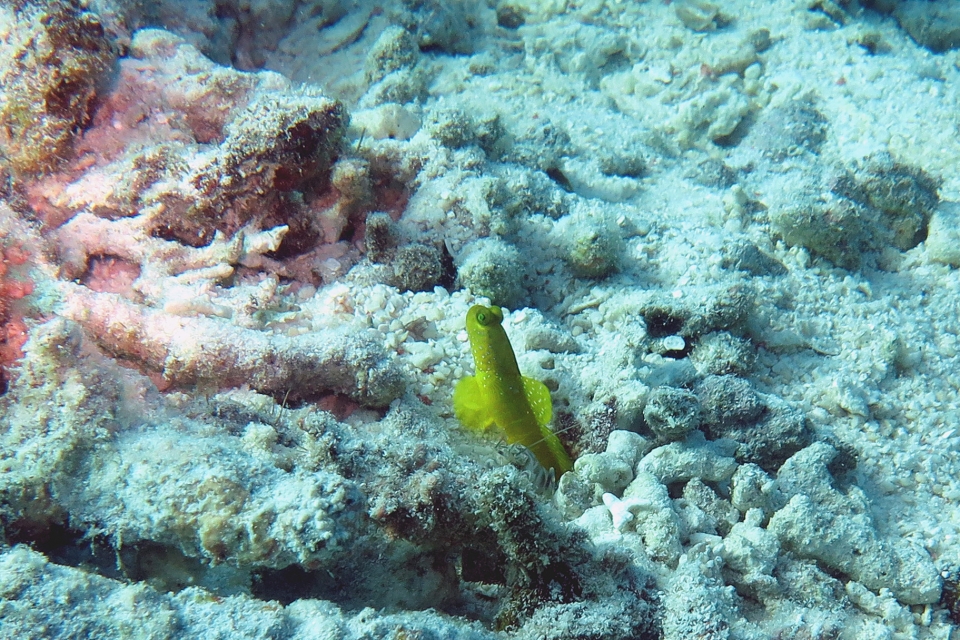 Cryptocentrus cinctus, Crevette pistolet