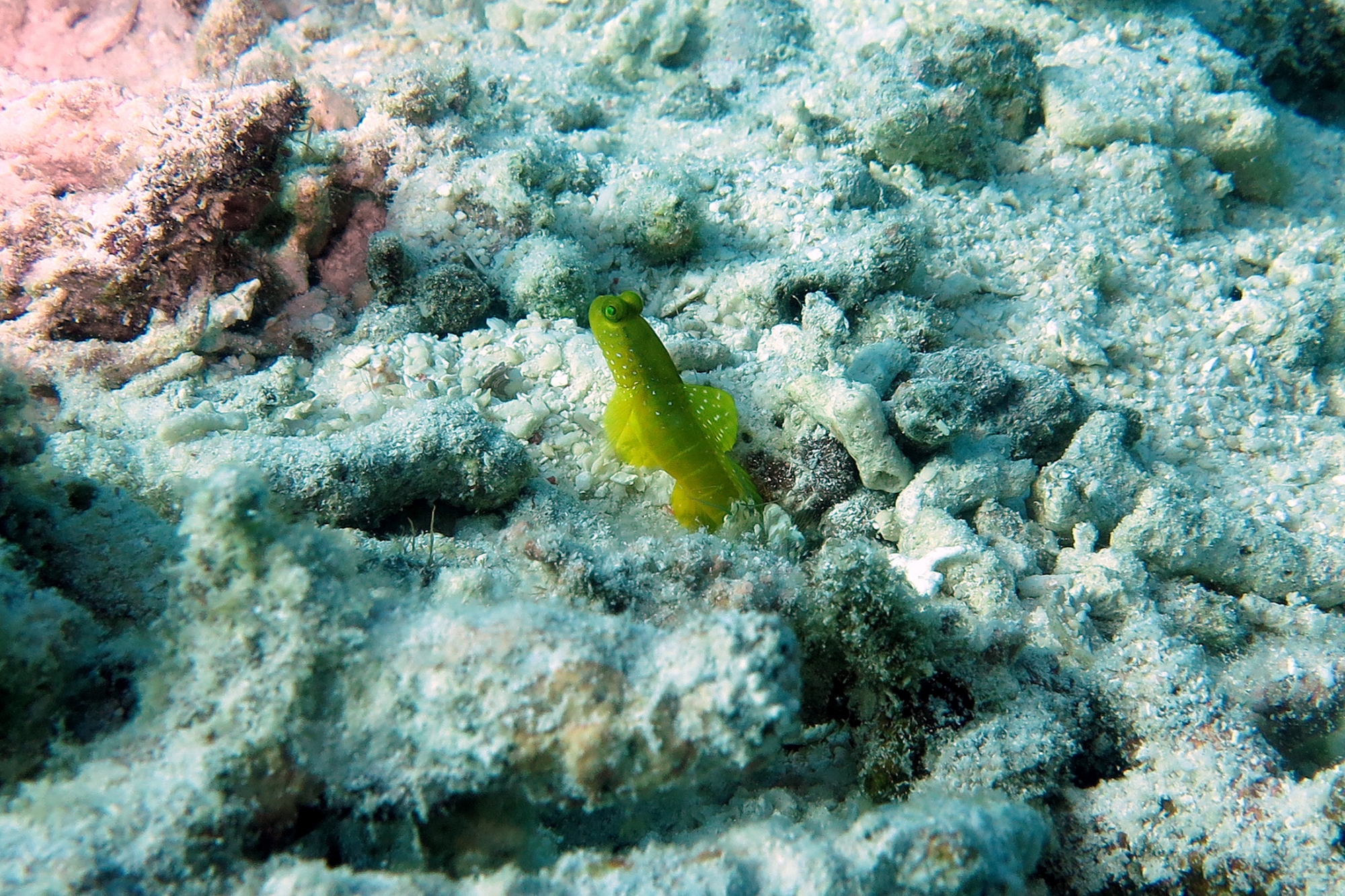 Cryptocentrus cinctus, Crevette pistolet