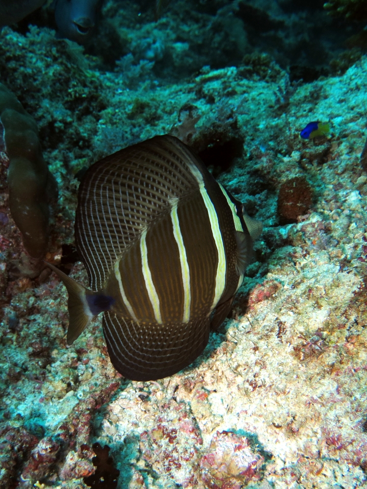 Zebrasoma velifer