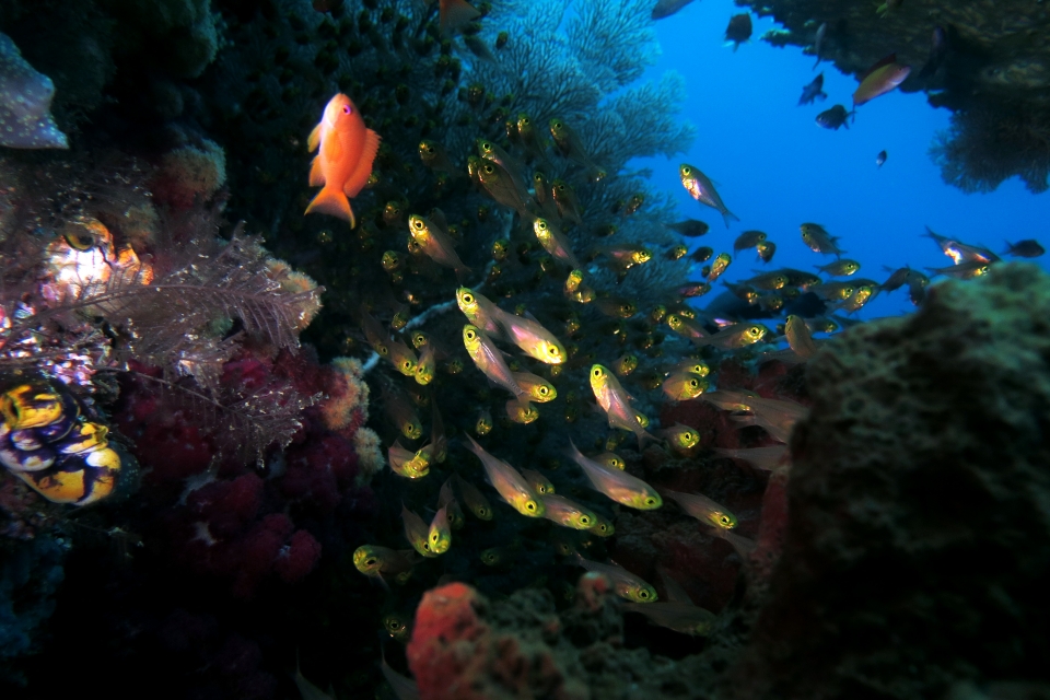 Parapriacanthus ransonneti