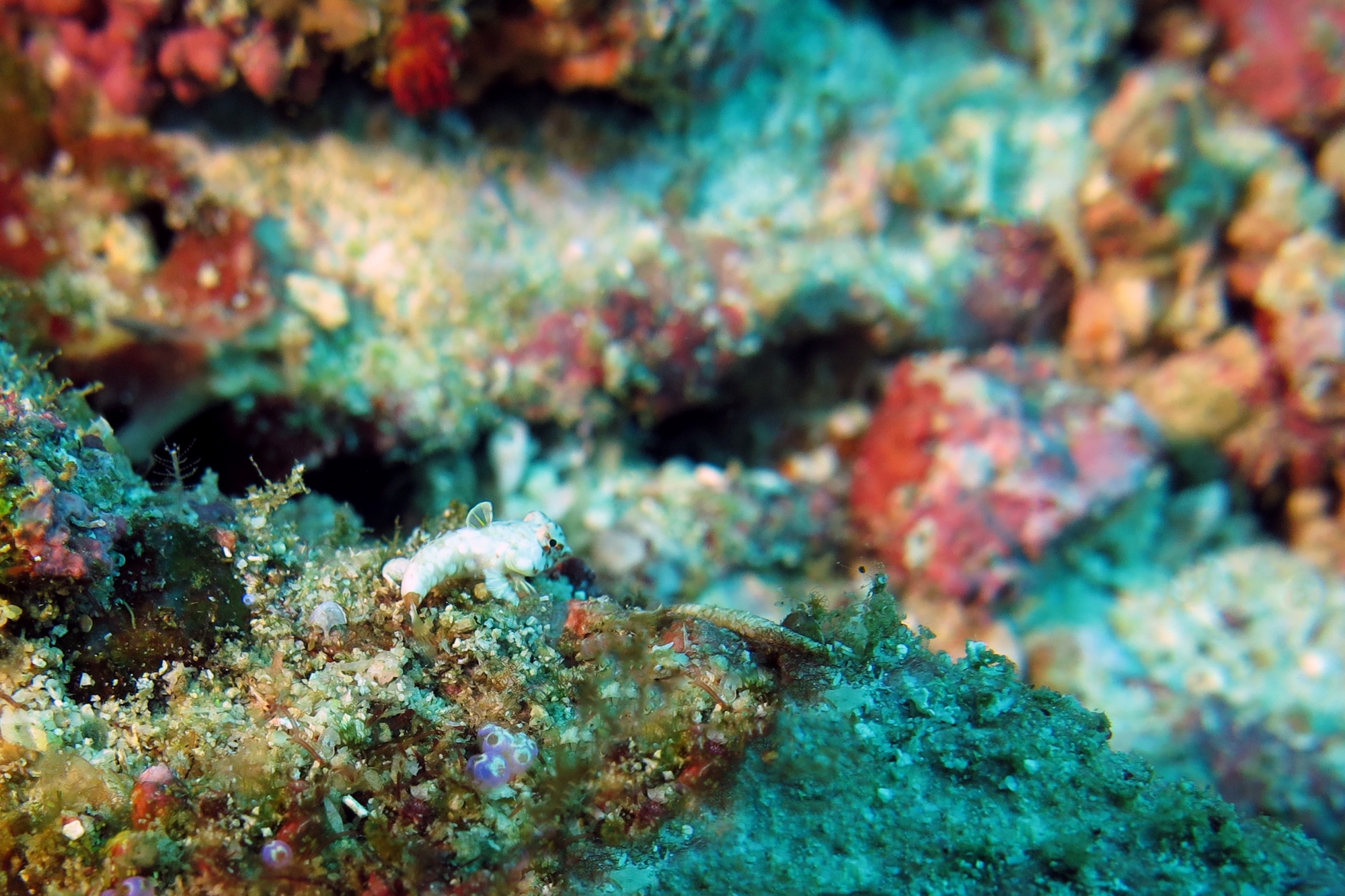 Synchiropus moyeri