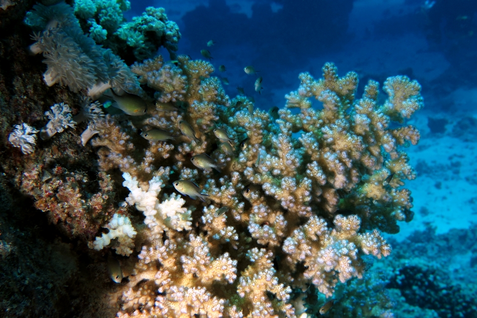 Chromis flavaxilla, Acropora