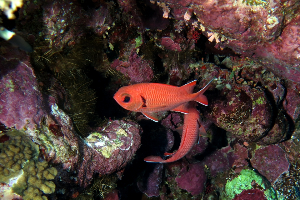 Myripristis murdjan