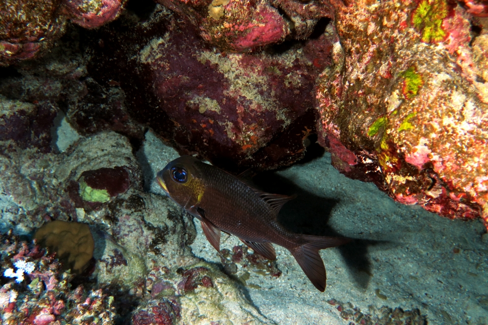 Macolor macularis